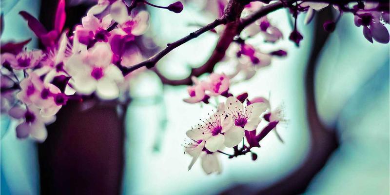 IPv6规模部署与过渡技术：挑战、方案及对物联网的影响